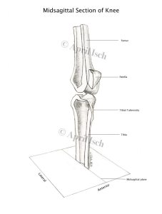 Knee cross section
